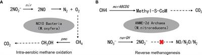 Frontiers | The Denitrifying Anaerobic Methane Oxidation Process And ...